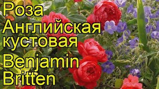 Роза английская кустовая Бенджамин Бриттен. Краткий обзор, описание характеристик