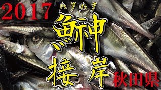 2017　鰰接岸(秋田県)　【秋田季節ハタハタ】