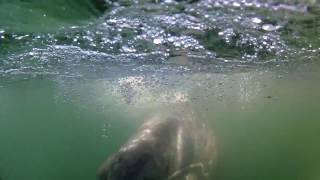 The Friendly Gray Whales of San Ignacio Lagoon
