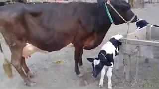 Cross tazi sajri soe hoe cow with fresigen bachri 20 liter milk at malo mor mandi pakistan