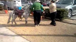 Pony ride from hell.......