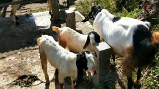 Harga kambing paketan super di pasar kliwon