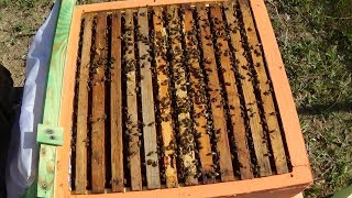 Состояние пасеки и пчелы в июне
