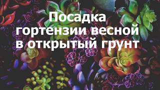 Посадка гортензии весной в открытый грунт