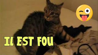 Mon chat est fou