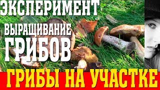 ВЫРАЩИВАНИЕ БЕЛЫХ ГРИБОВ БОРОВИКОВ И КРАСНОГОЛОВИКОВ В ДОМАШНИХ УСЛОВИЯХ КАК БИЗНЕС ИДЕЯ