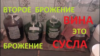 Как БРОДЯТ СУСЛА из разного винограда