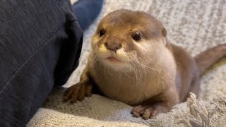 カワウソさくら 飼い主にすり寄り甘えていたら猫にピンポンダッシュされたカワウソ cat trying to stick to an otter that sticks to its owner