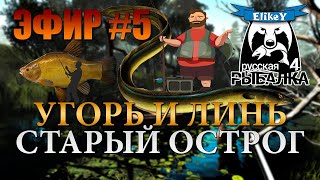 Угорь и Линь • В поисках трофея • 500 Подписчиков • Старый Острог • Русская Рыбалка 4 #5 ЭФИР