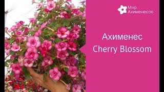 Ахименес Cherry Blossom