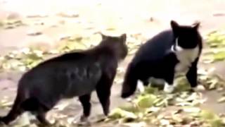 Драка пса с ослом