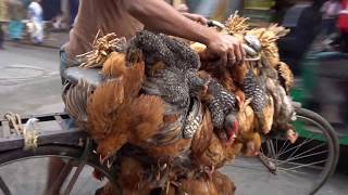 Kolkata Market Morning Walk, Visit India 33
