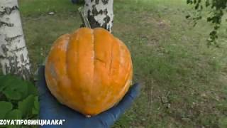 Деревенский ВЛОГ/ огород, пересадка тыквы, урожай овощей, лаванда/ Похолодание в Москве