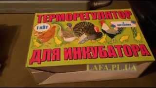 Терморегулятор для инкубатора - Индюк