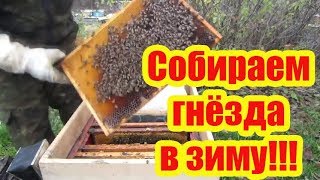 ???ПРОВЕРКА ОБЪЕДИНЕННЫХ СЕМЕЙ, СБОРКА ГНЁЗД В ЗИМУ,