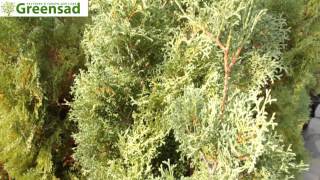 Туя западная "Holmstrup" - видео-обзор от Greensad