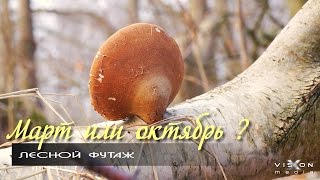Март или октябрь ? [футаж]