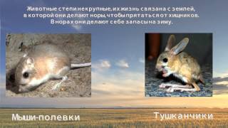 Презентация по теме – Степь для 4 класса. Урок окружающий мир