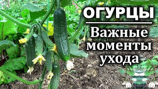 Что  обязательно нужно знать при выращивание огурцов. Огурцы Посадка и уход