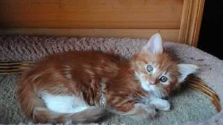 Котята Мейн кун из Питомника кошек Мейкун Christmas Yard