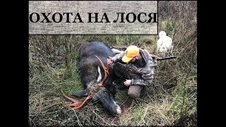 Загонная охота на лося. Мой первый лось.