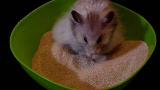 cute hamster playing in sand bath