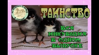 Первая инкубация 2019 от ?А до Я ?