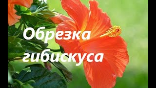 Обрезка гибискуса