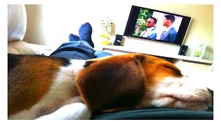 My NEW Cute Beagle Puppy Waking Up! Cute Beagle Puppy Louie
