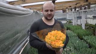 Вирощування тюльпанів. Тюльпан Орка. Tulips Orca / Выращивание тюльпанов