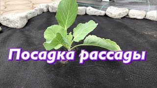 Посадка рассады на агроволокно. Как посадить капусту.
