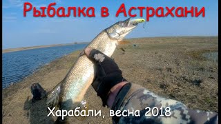 Рыбалка в Астрахани. Щучье эльдорадо на ильмене! (весна 2018)