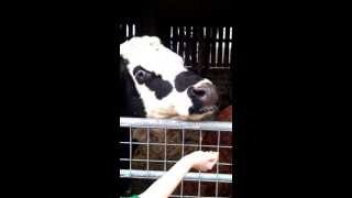 The long tongue cow