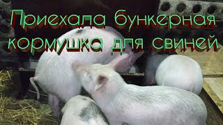 Приехала бункерная кормушка для свиней ✅