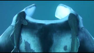 Manta Gigante en Arrecifes de Veracruz