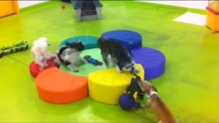 Awesome Doggy Daycare - My Pet Garden, Pet Store Pasadena, CA