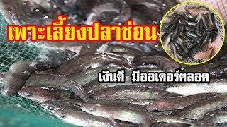 เพาะพันธุ์ปลาช่อน จากแหล่งน้ำธรรมชาติ