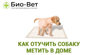 Собака Метит Что Делать & Как Отучить Собаку Метить В Доме. Ветклиника Био-Вет