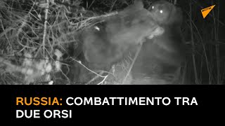 Russia: Combattimento tra due orsi nella foresta