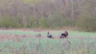 Crazy Opening Week in Tennessee - 2017