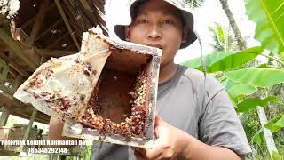 Sukses Bertrigona. Video 3. Koloni Melemah Mau Mati Ini Solusinya