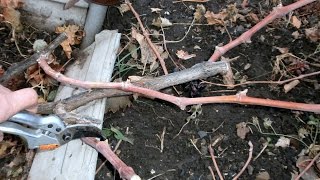 Обрезка винограда Людмилой Николаевной Тубольцевой