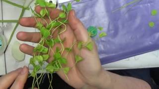 маленькая зелень  из ХФ для букета от Риты