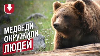 Группа медведей окружила машину в лесу
