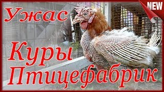 Куры с Птицефабрики!!! Тихий УЖАС!!! Вы такого ещё не видели