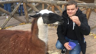 ПРОГУЛКА ПО ЗООПАРКУ | ПОКОРМИЛ ЖИВОТНЫХ | ЖИВОЙ УГОЛОК ВЛОГ