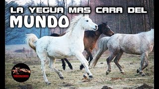 LA YEGUA MAS CARA DEL MUNDO – La yegua mas rápida del mundo – Yeguas mas Caras