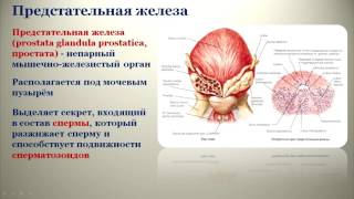 Мужские половые органы: топография, строение, кровоснабжение