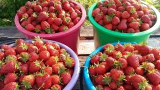 Как собрать 400кг клубники с 1 сотки . секреры урожая