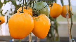 ЖЕЛТЫЙ ТОМАТ С ПОТРЯСАЮЩИМ ВКУСОМ  ЖЕЛТАЯ ИМПЕРИЯ F1